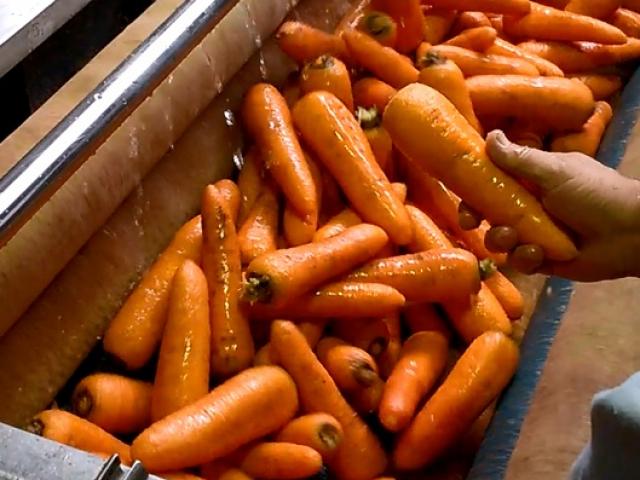 Машина для чистки овощей в Лангепасе